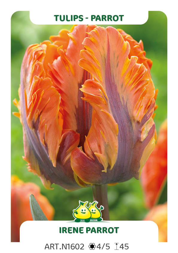 Tulp Irene Parrot