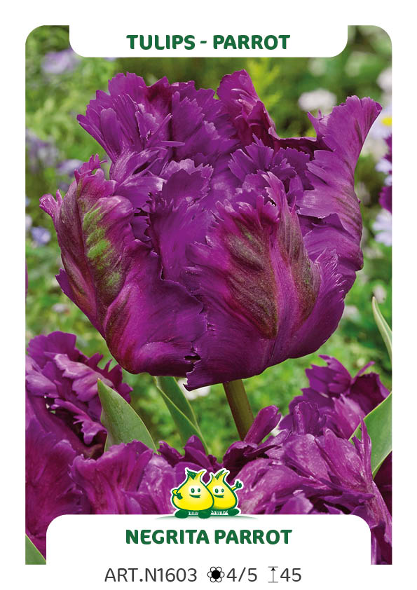 Tulp Negrita Parrot