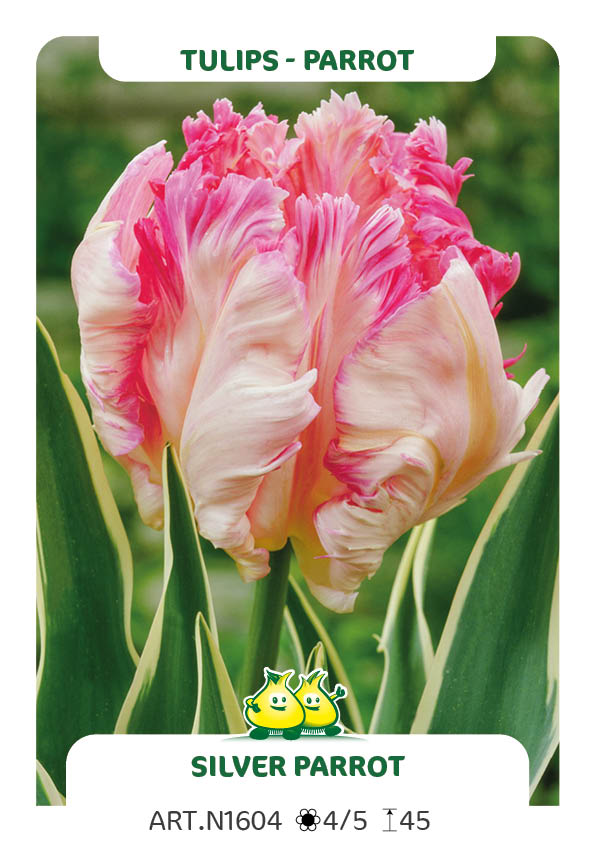 Tulp Silver Parrot
