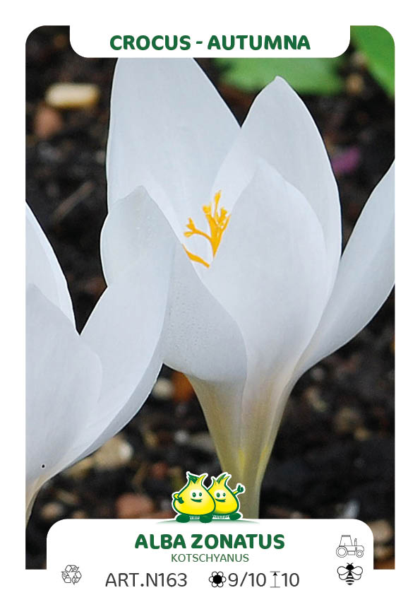 Crocus Albus Zonatus (Kotschyanus)