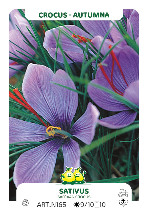 Crocus Sativus