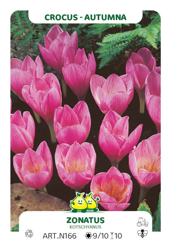 Crocus Zonatus (Kotschyanus)