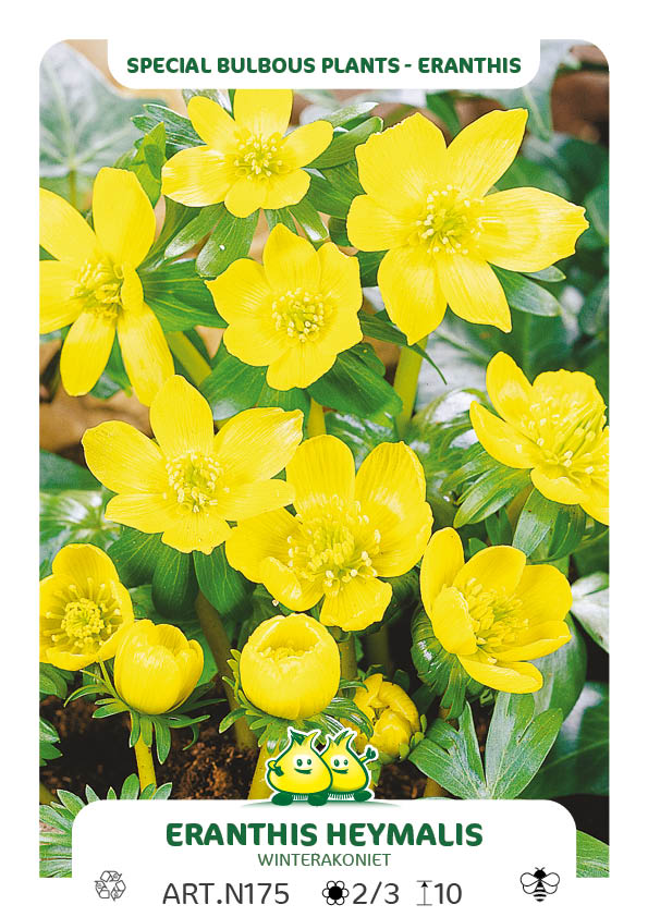 Eranthis Hyemalis