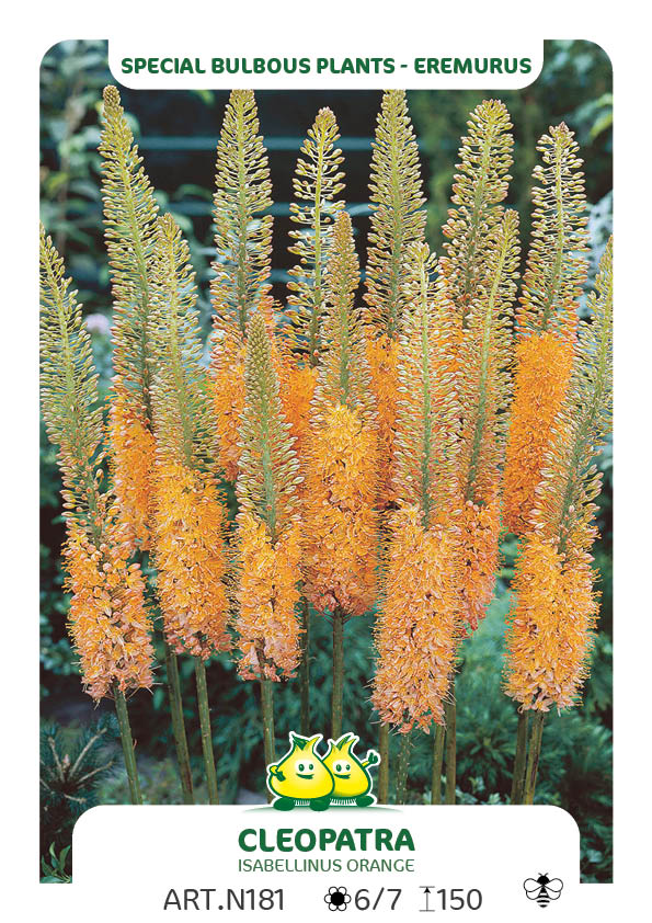 Eremurus Cleopatra (Ruiter Hybriden)