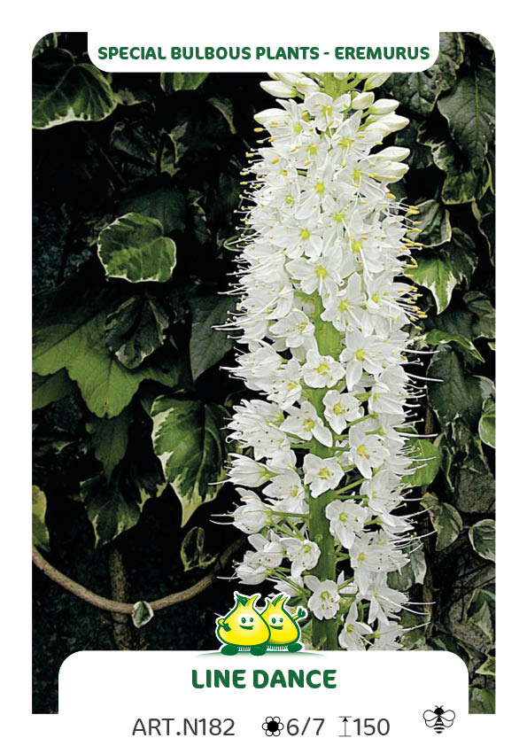 Eremurus Line Dance - Wit