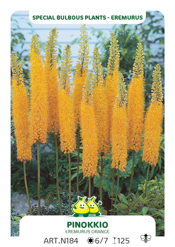 Eremurus Pinokkio (Ruiter Hybriden)