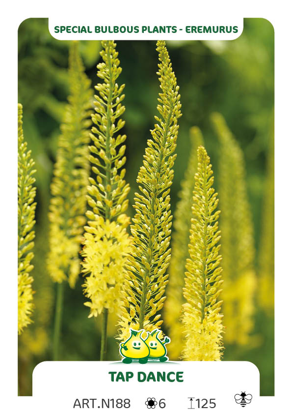 Eremurus Tap Dance
