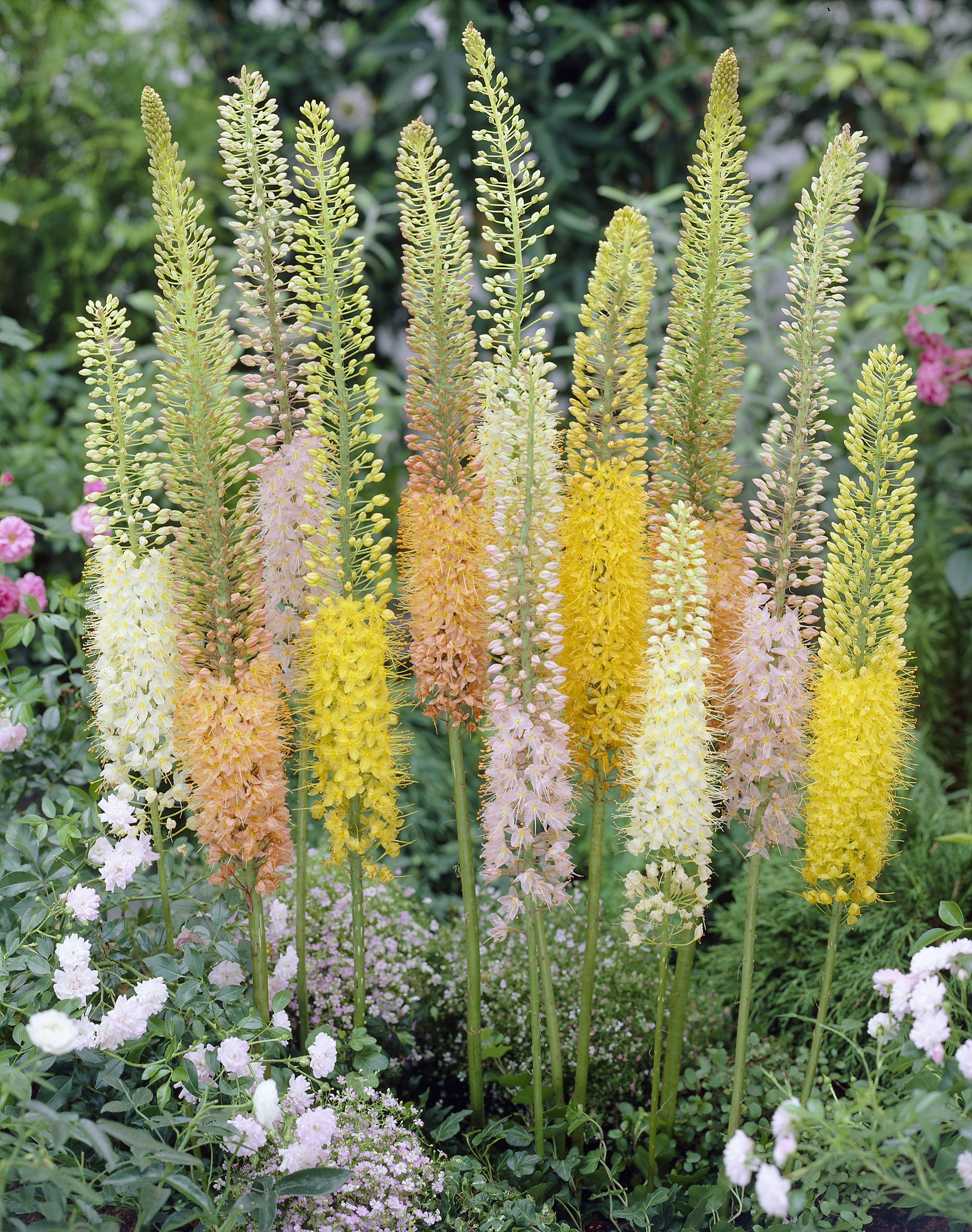 Eremurus Mix