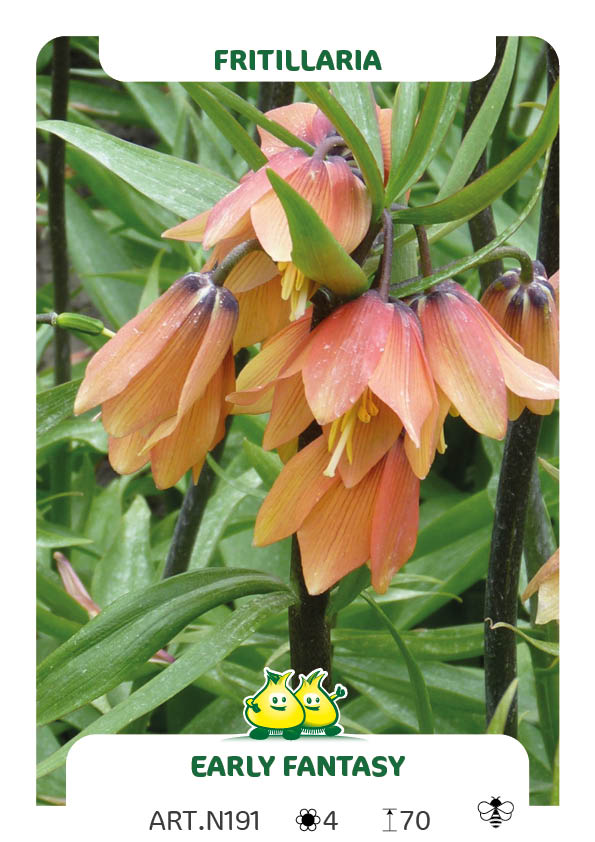 Fritillaria Early Fantasy