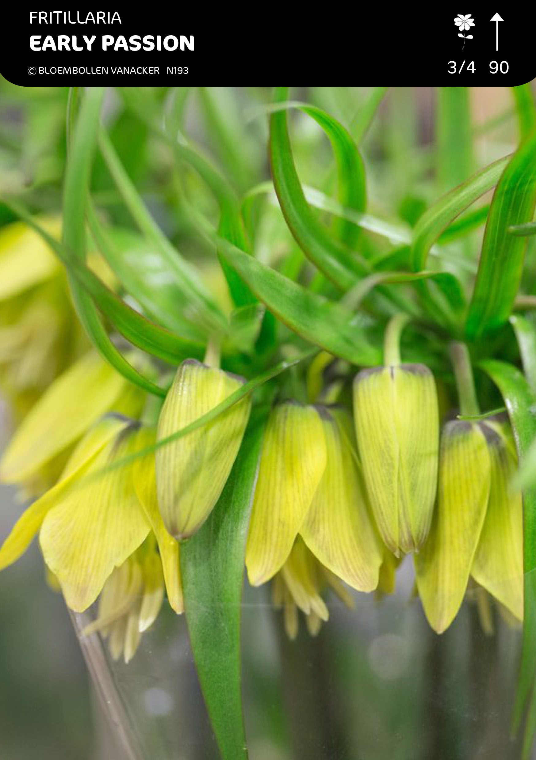 Fritillaria Early Passion