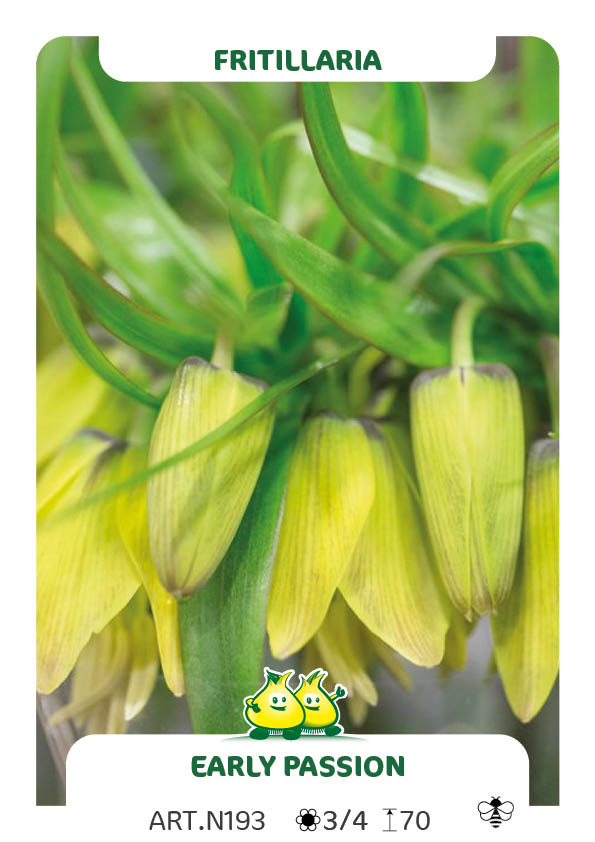 Fritillaria Early Passion