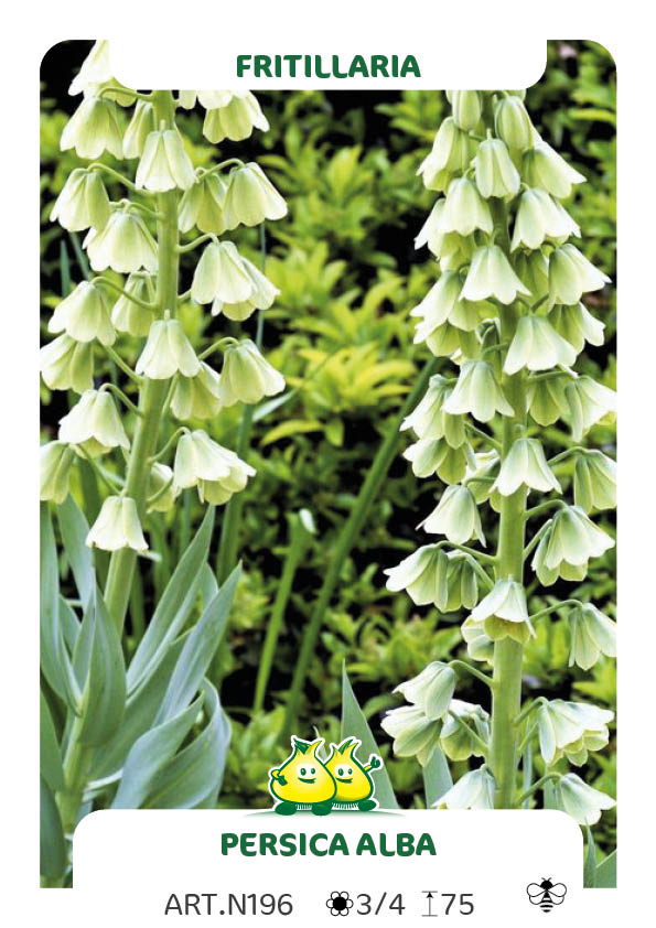 Fritillaria Persica Alba