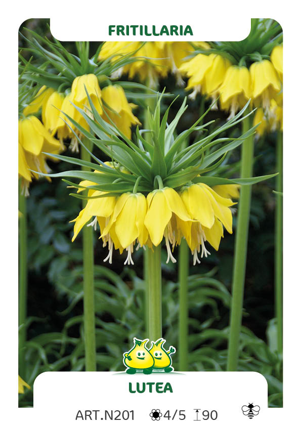 Fritillaria Lutea