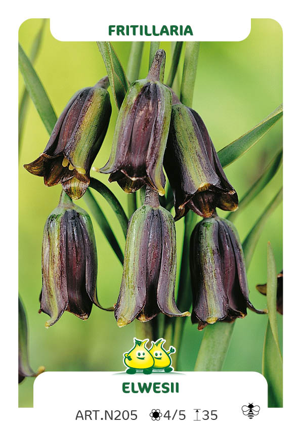 Fritillaria Elwesii