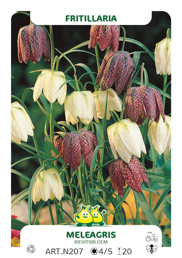 Fritillaria Meleagris