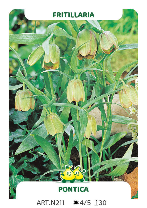 Fritillaria Pontica