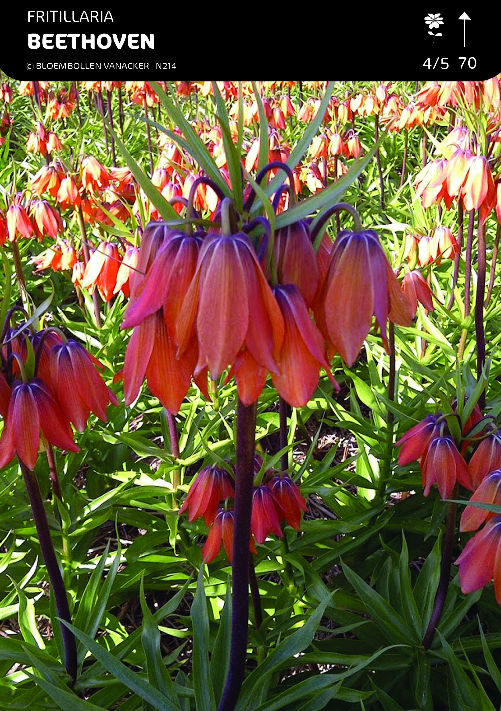 Fritillaria Beethoven