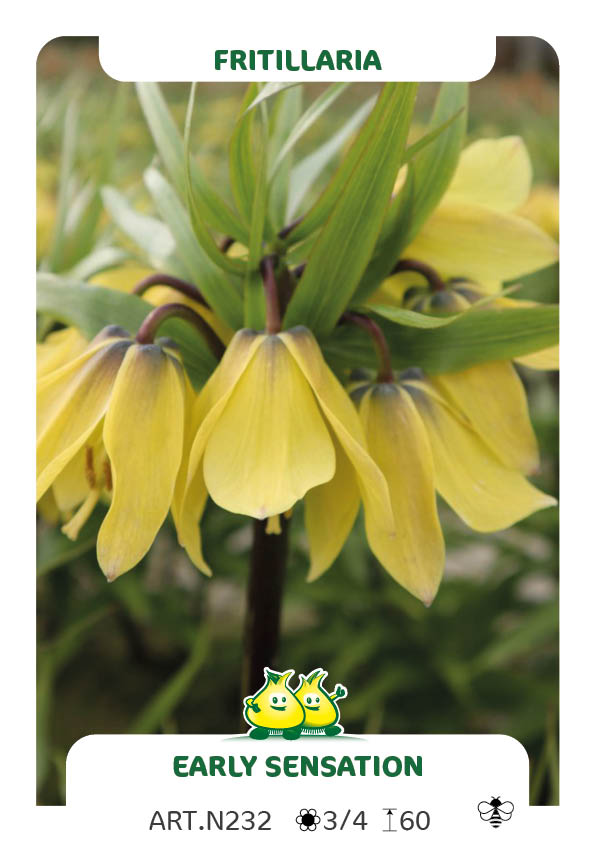 Fritillaria Early Sensation