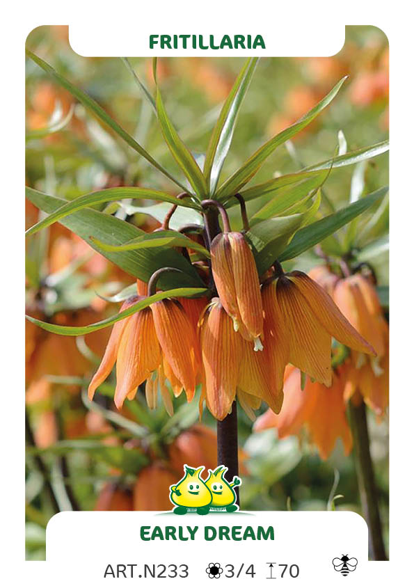 Fritillaria Early Dream