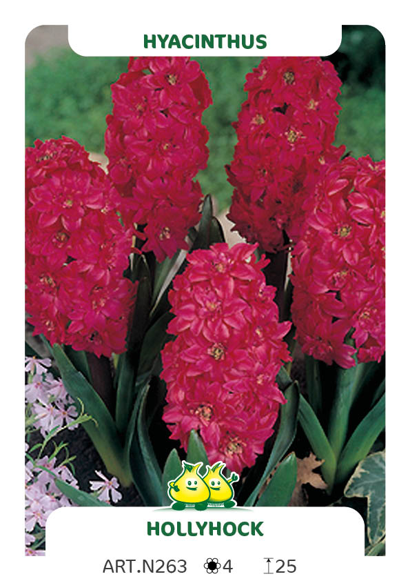 Hyacint Hollyhock