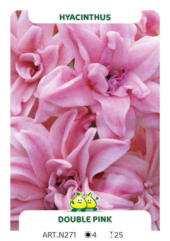 Hyacint Dubbel Pink