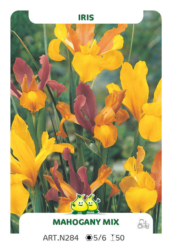 Iris Mahogany Mix