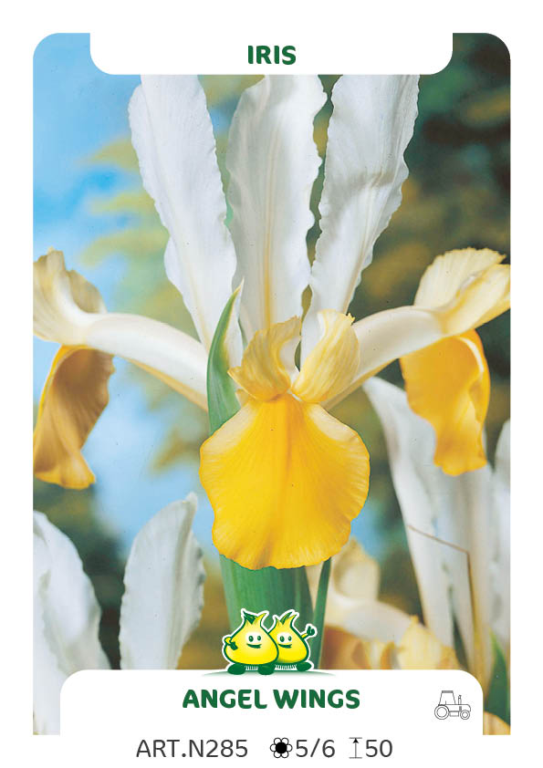 Iris Angel Wings