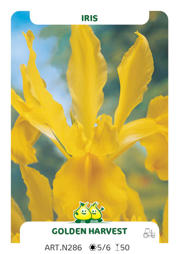 Iris Golden Harvest