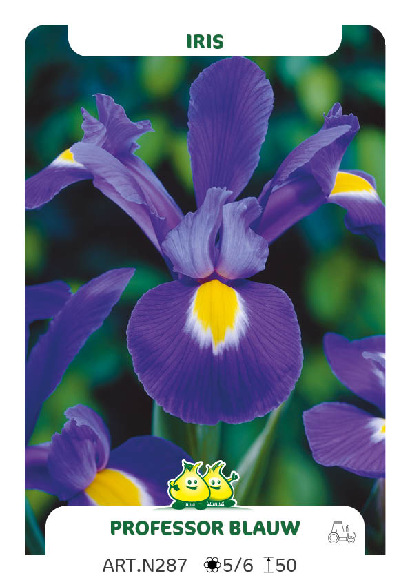 Iris Professor Blauw
