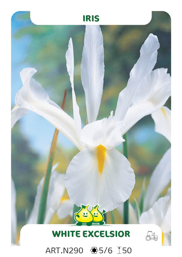 Iris White Excelsior