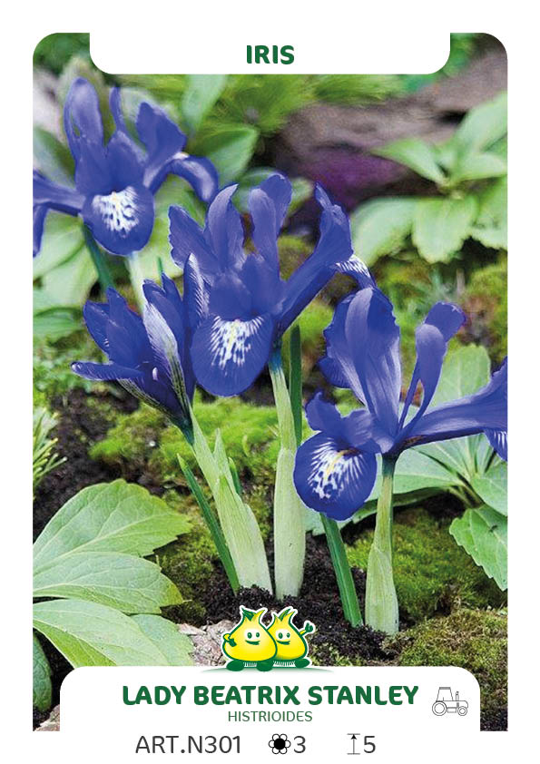 Iris J.S Dijt