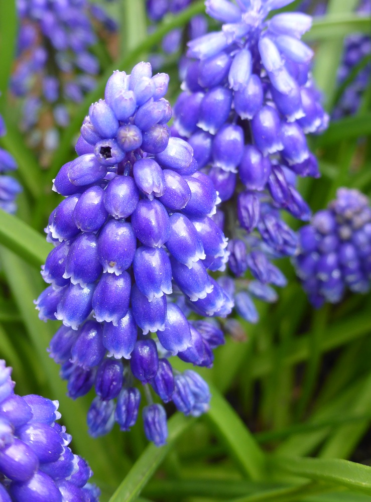 Muscari Fantasy Creation