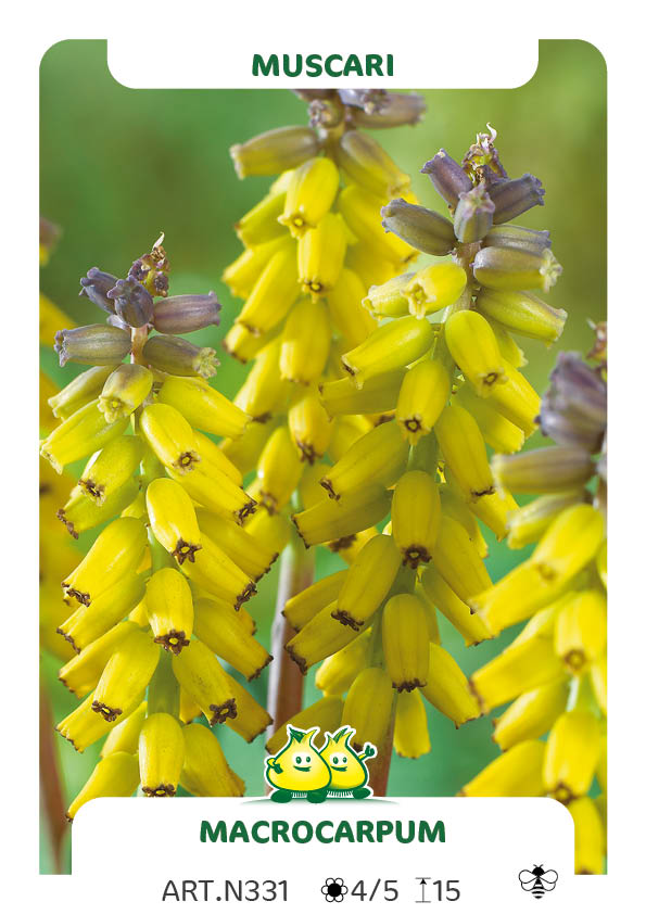 Muscari Macrocarpum Golden Fragrance