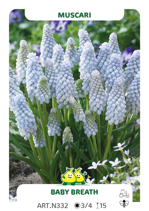 Muscari Baby breath
