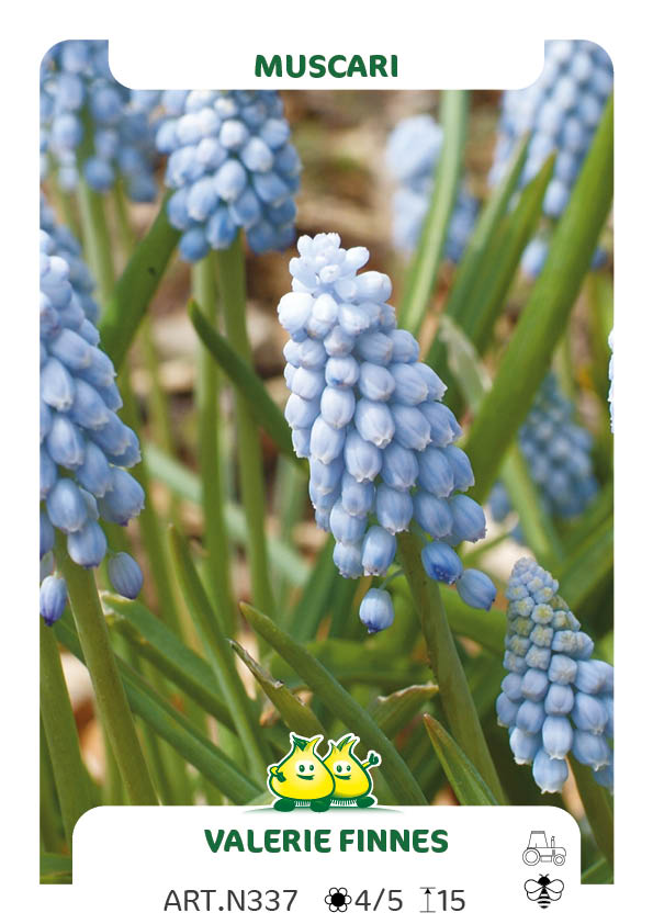 Muscari Valerie Finnes