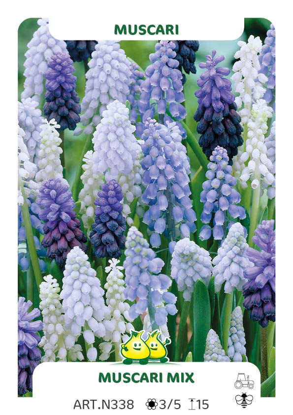 Muscari Mix