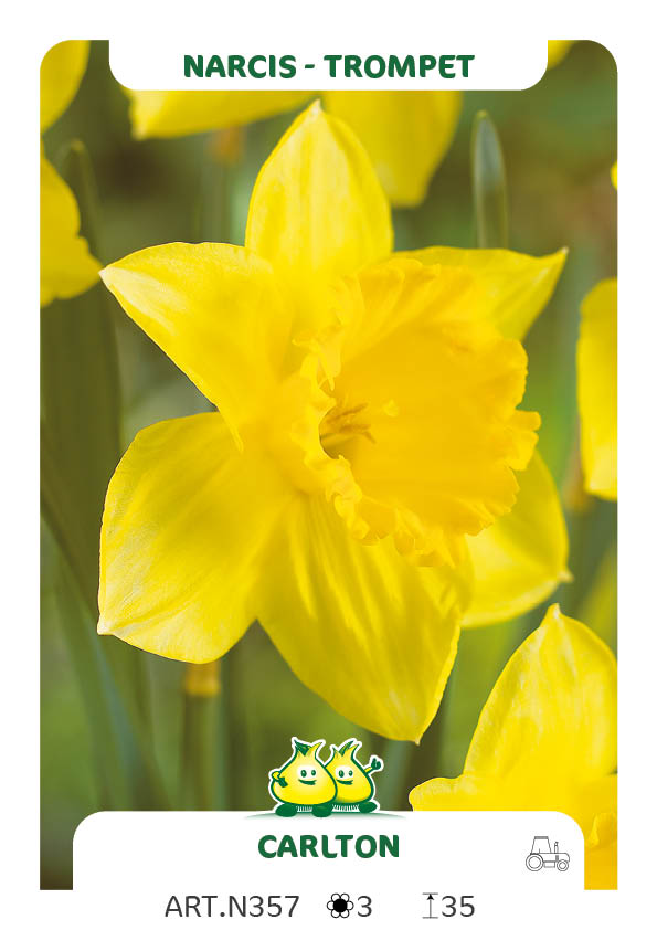 Narcis Carlton