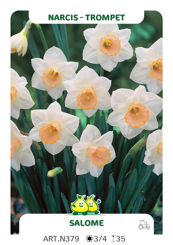 Narcis Salome