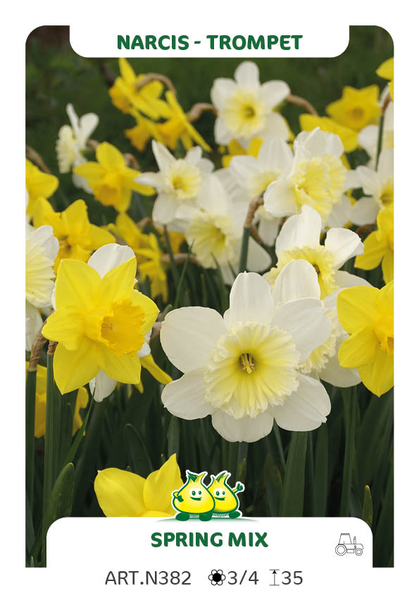 Narcis Spring Mix