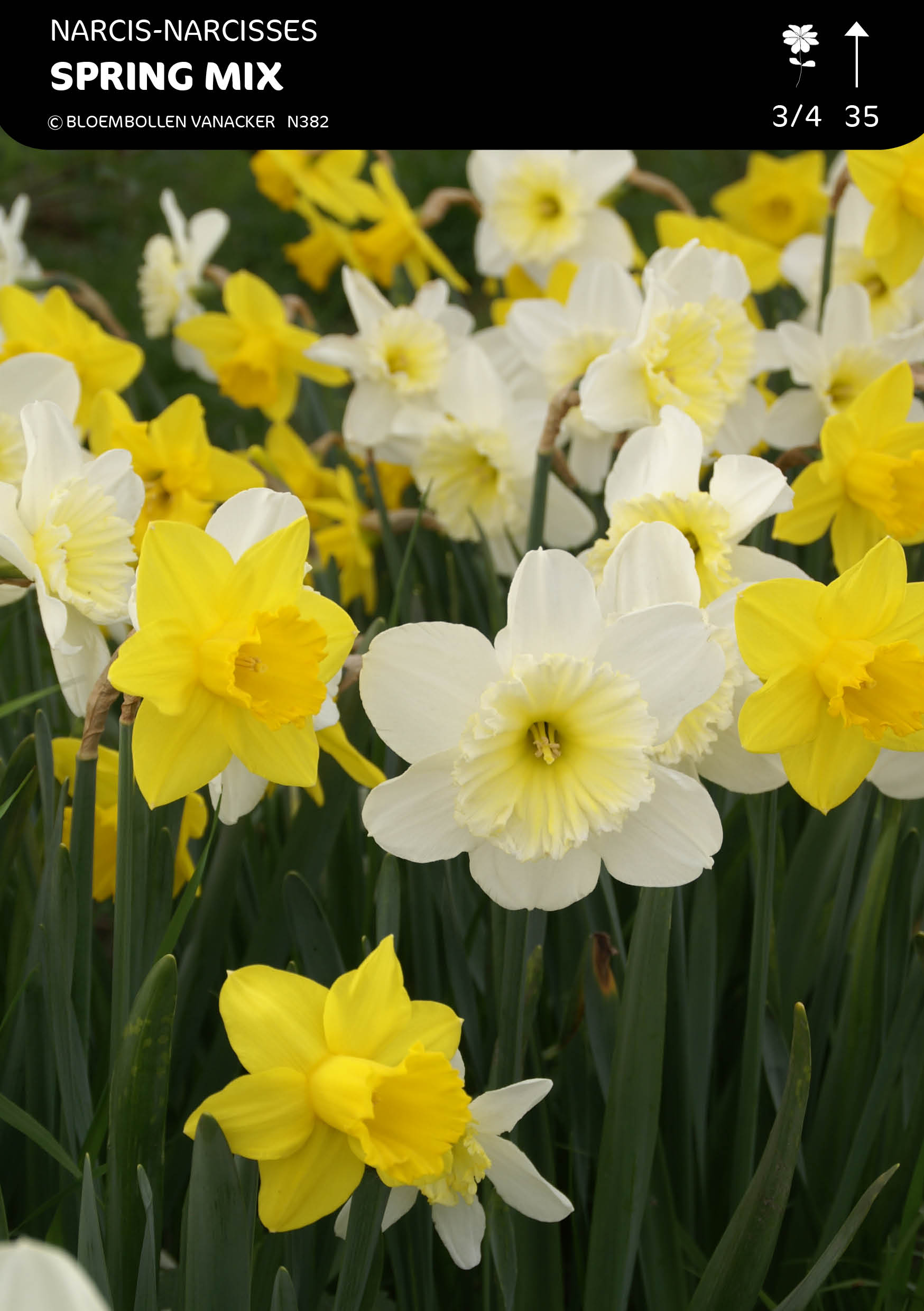 Narcis Spring Mix