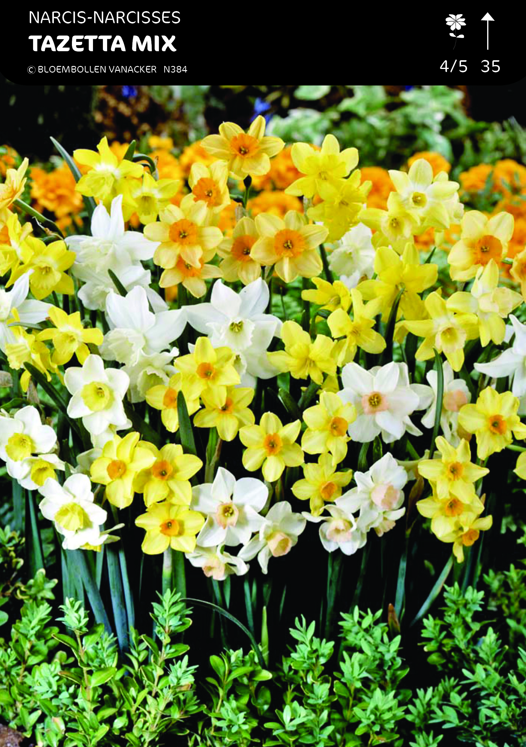 Narcis Tazetta Mix