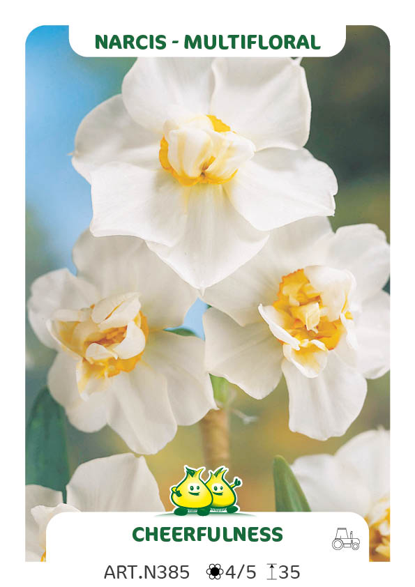 Narcis Cheerfulness