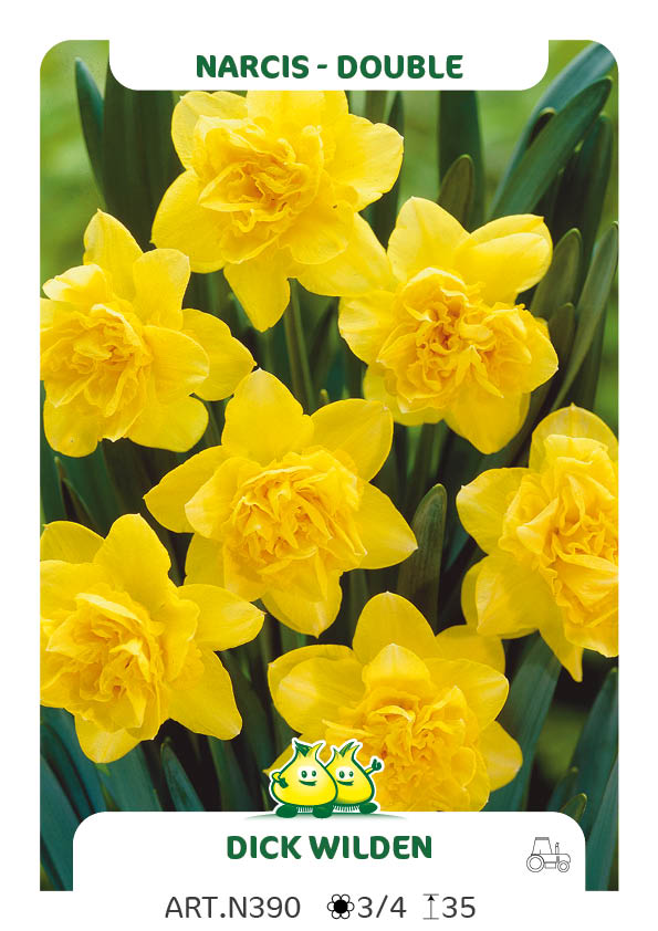 Narcis Dick Wilden