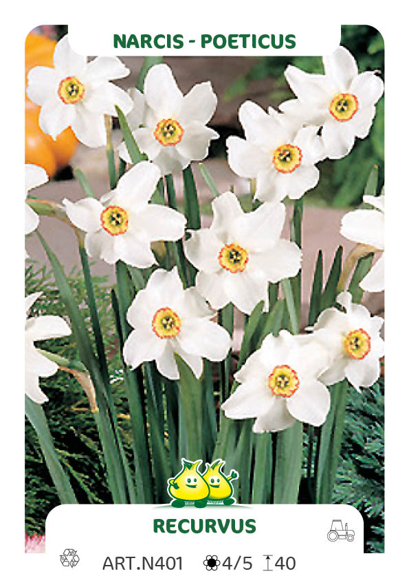 Narcis Recurvus