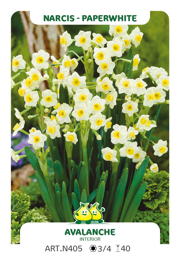 Narcis Avalanche