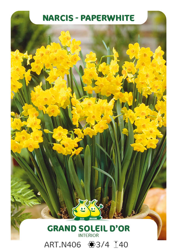 Narcis Grand Soleil d'Or
