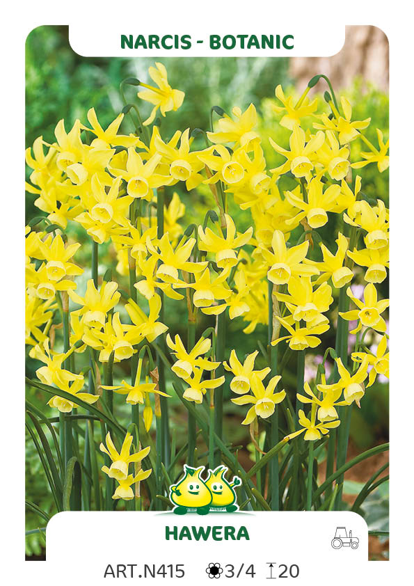 Narcis Hawera