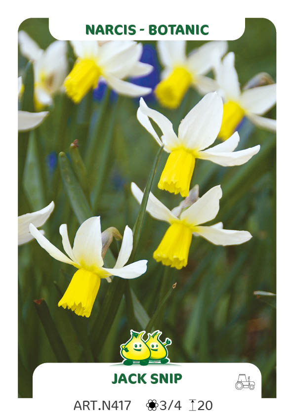 Narcis Jack Snipe