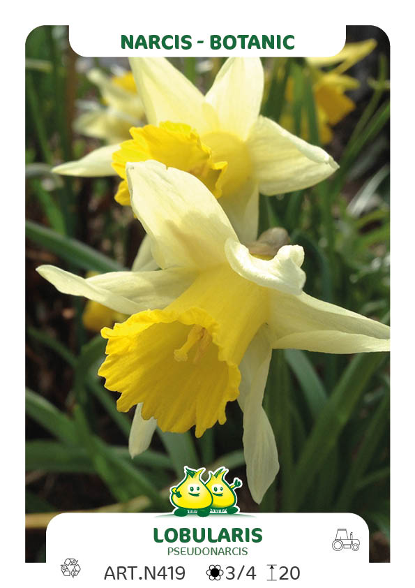Narcis Lobularis