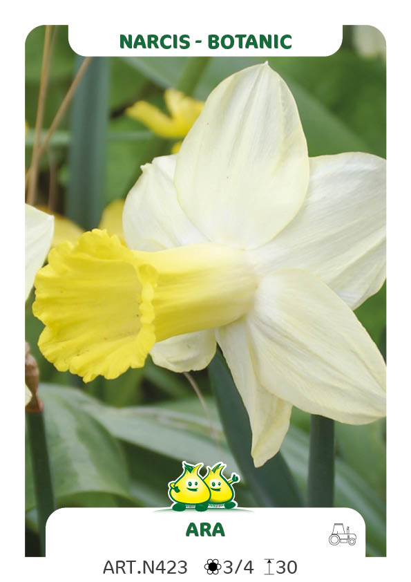 Narcis Ara